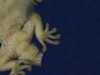 鉛山壁虎藏品圖，第4張